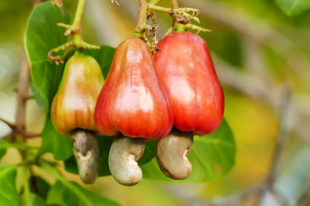 cashew fruit 1
